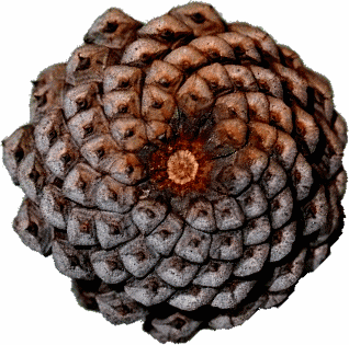 Fibonacci analysis